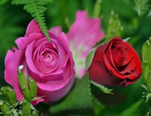 Romantic Flowers-for Making Your Romance Alive